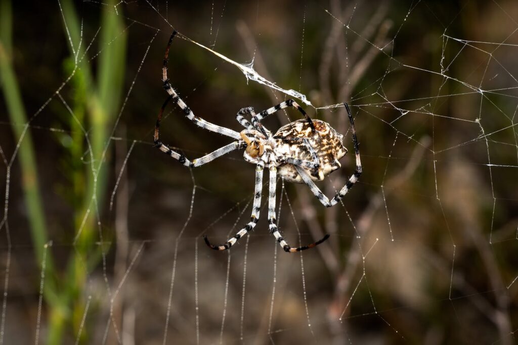 professioneel webdesign